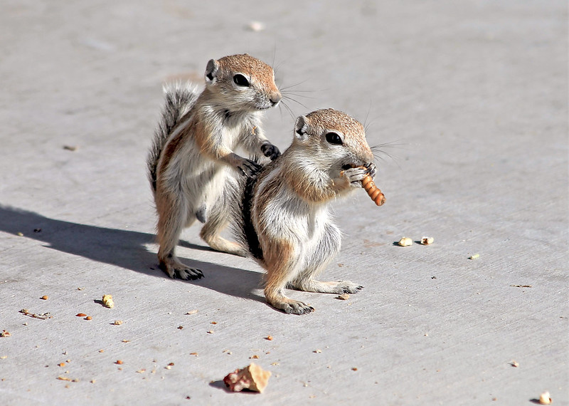 オジロレイヨウジリス