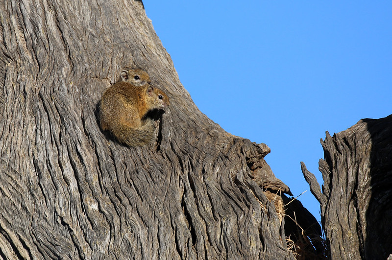 スミスヤブリス