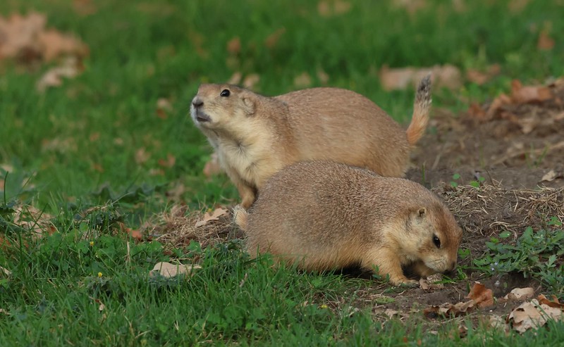 オグロプレーリードッグ