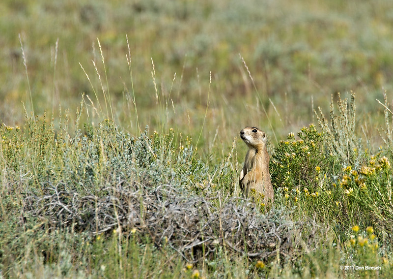 ユタプレーリードッグ