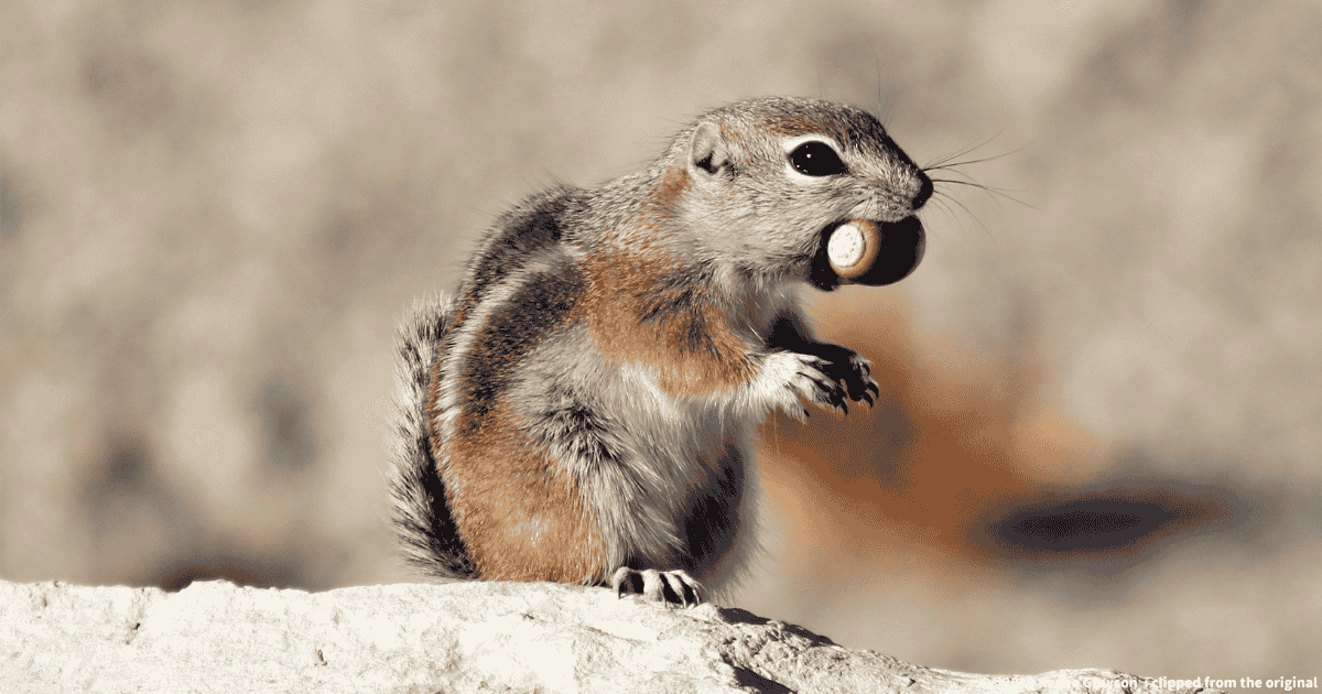 オジロレイヨウジリス