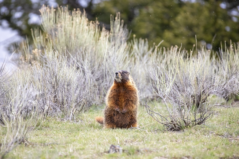 キバラマーモット