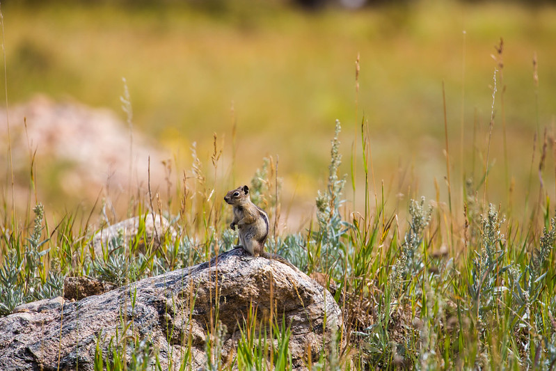 キンイロジリス