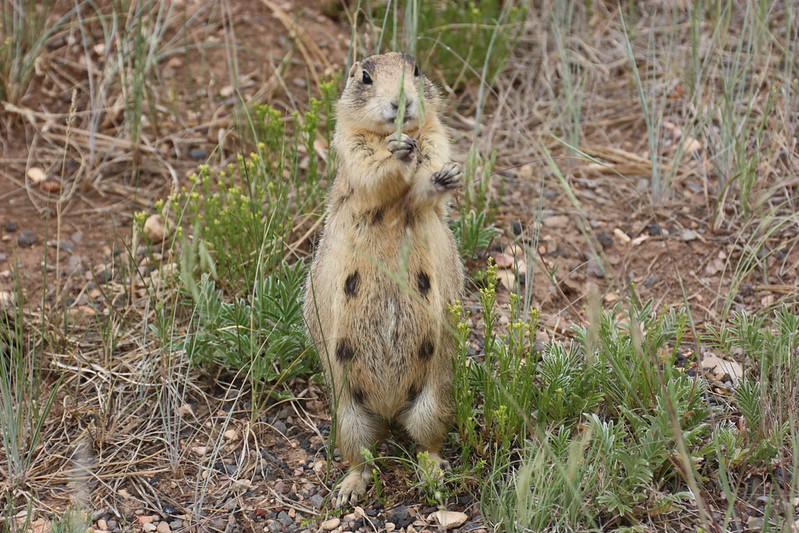 ユタプレーリードッグ