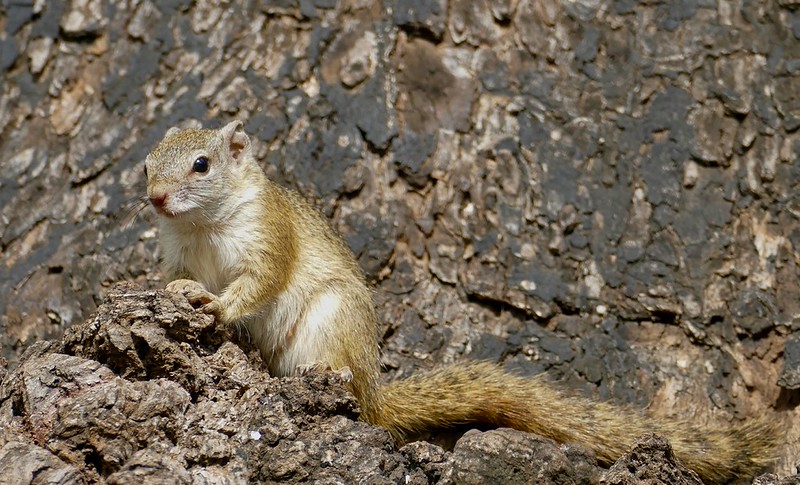 スミスヤブリス