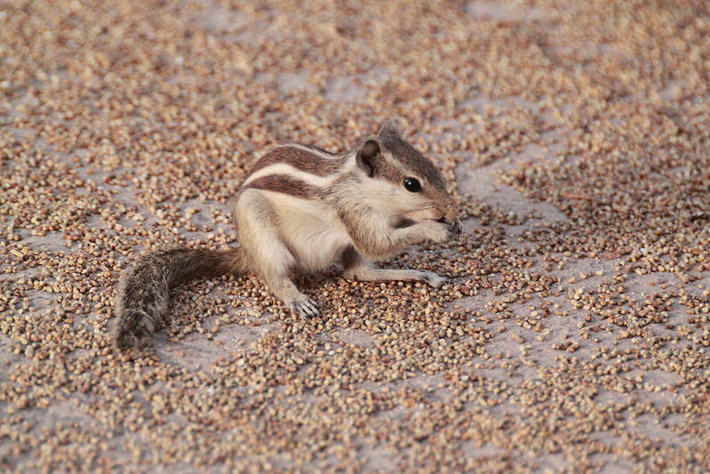 キタシマヤシリス