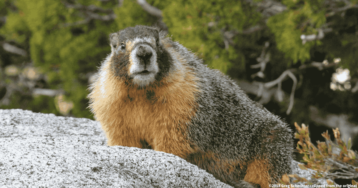 キバラマーモット