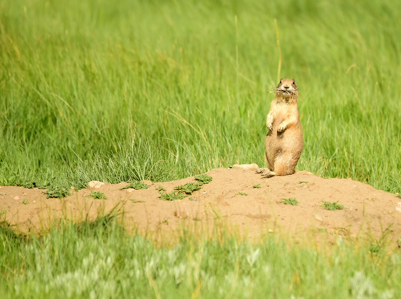 オジロプレーリードッグ