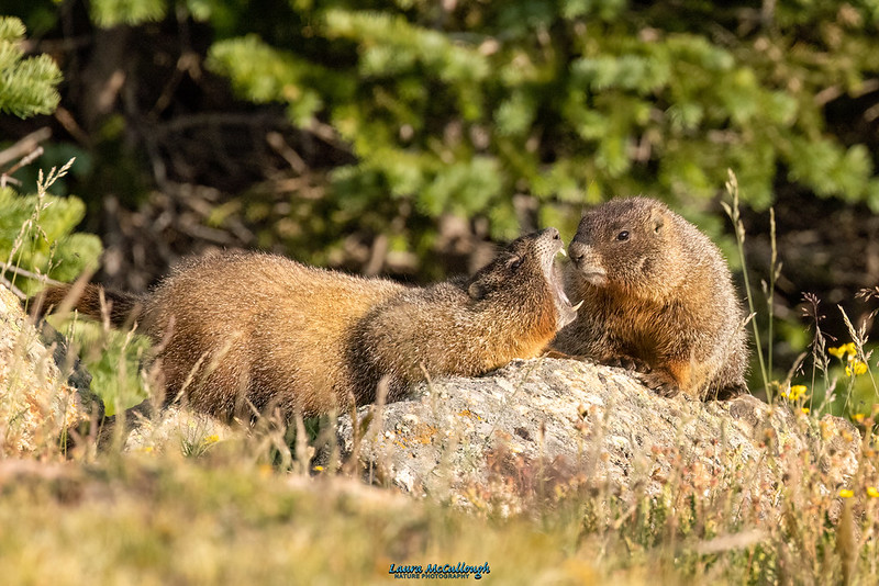 キバラマーモット