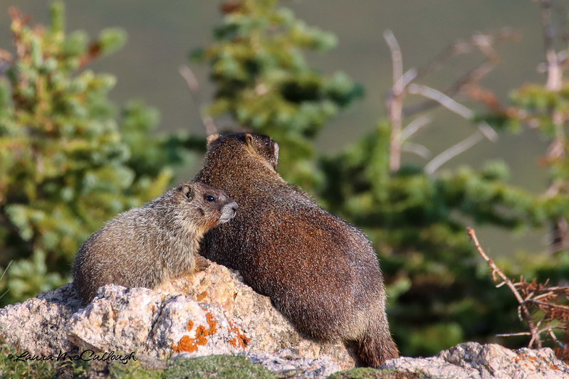 キバラマーモット