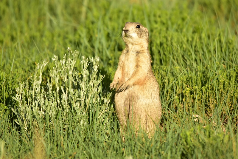オジロプレーリードッグ