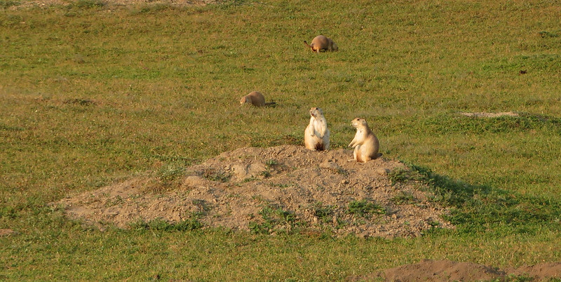 オグロプレーリードッグ