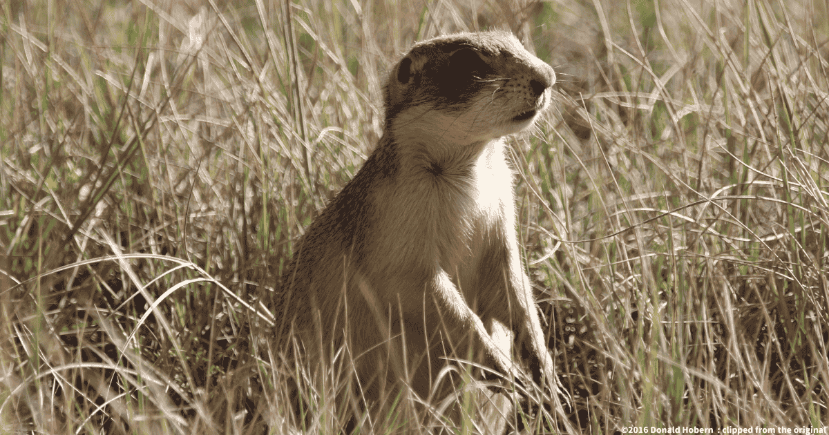 ユタプレーリードッグ