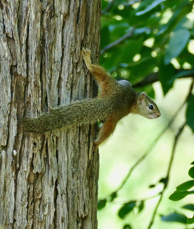 スミスヤブリス