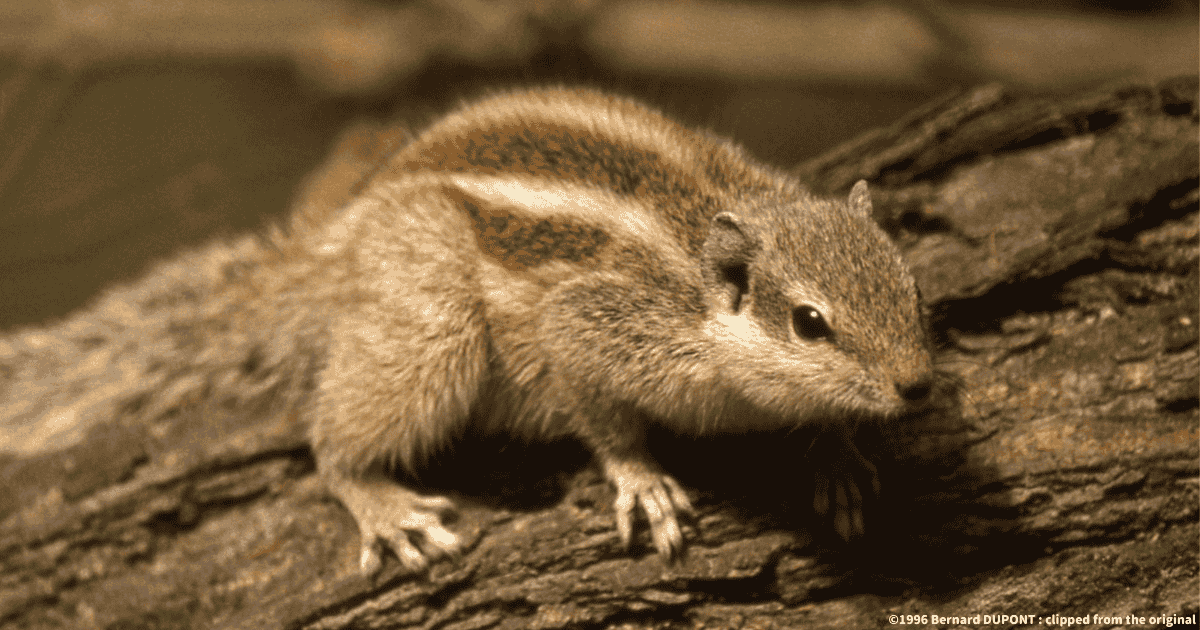 キタシマヤシリス