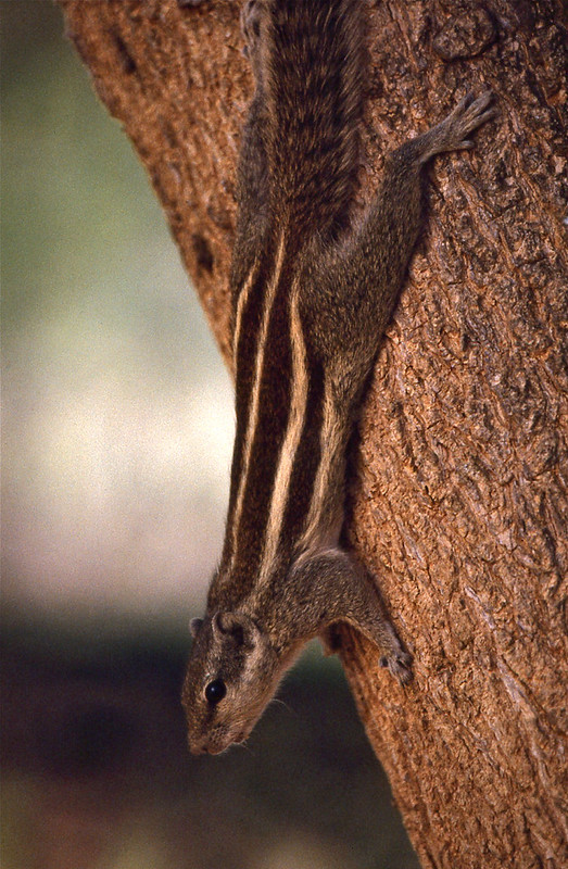 キタシマヤシリス