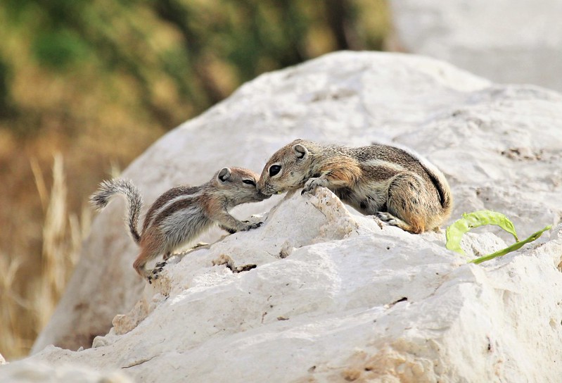 オジロレイヨウジリス
