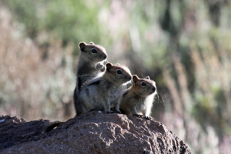 キンイロジリス