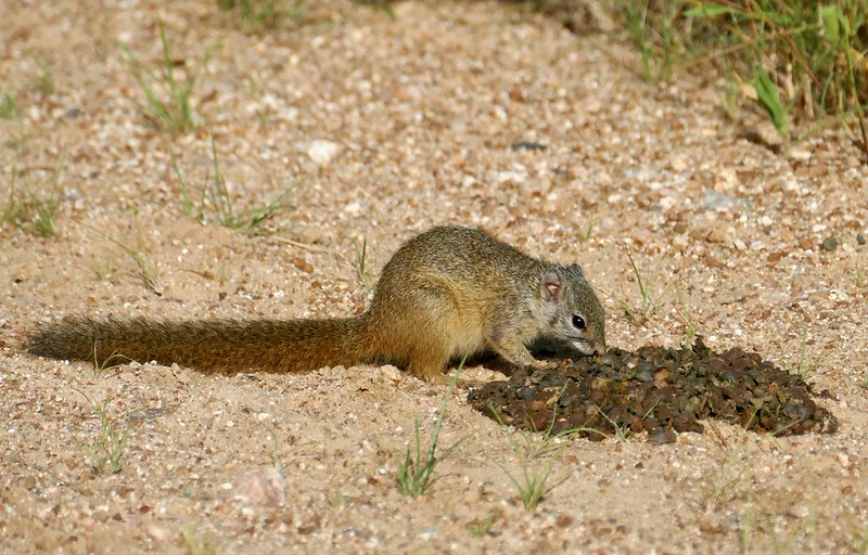 スミスヤブリス