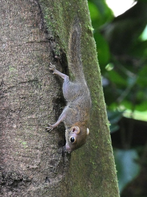 ボルネオコビトリス