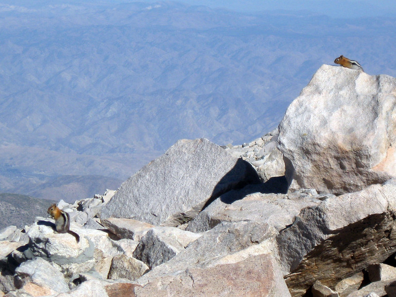 キンイロジリス