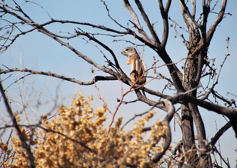 オジロレイヨウジリス