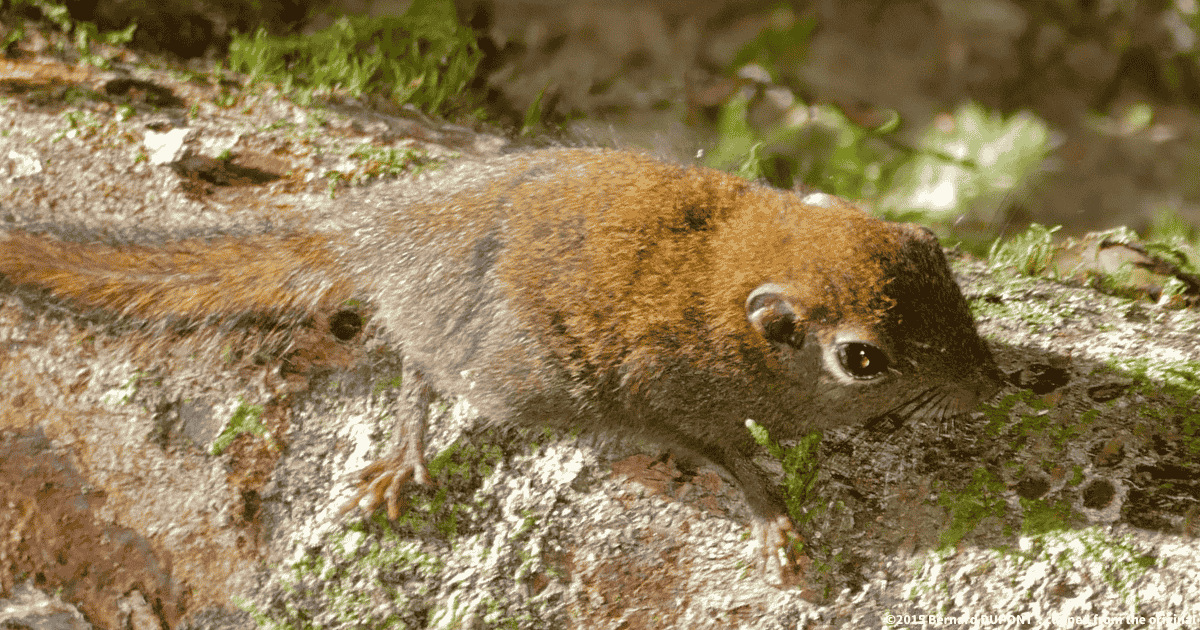 ボルネオコビトリス