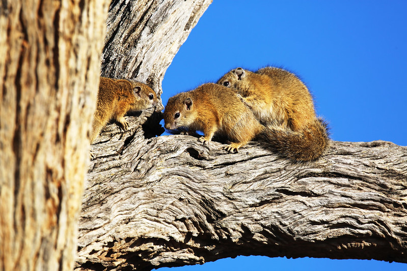 スミスヤブリス