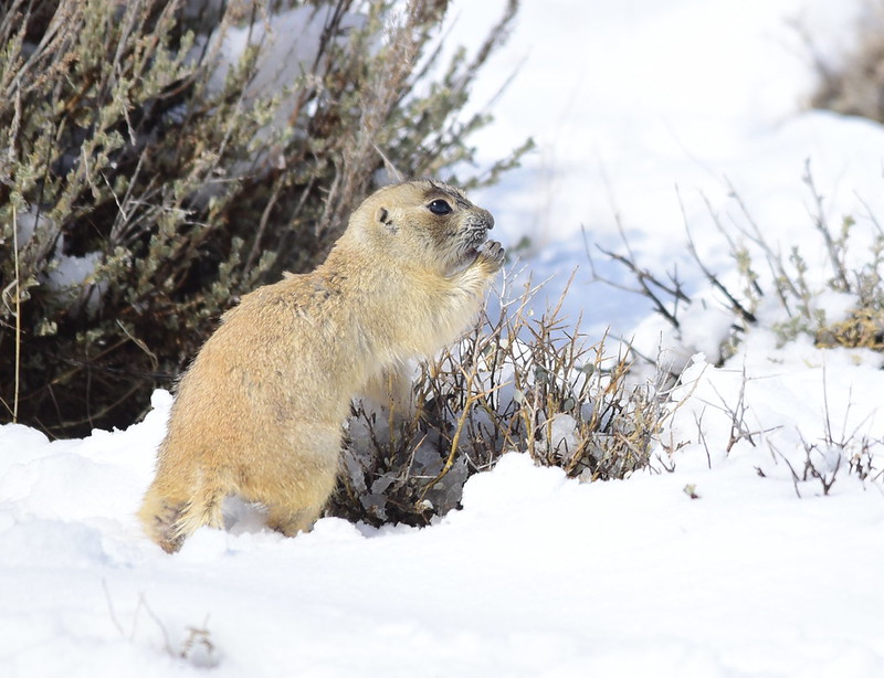 オジロプレーリードッグ