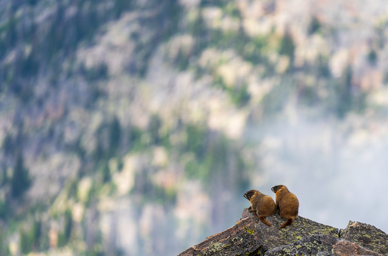 キバラマーモット