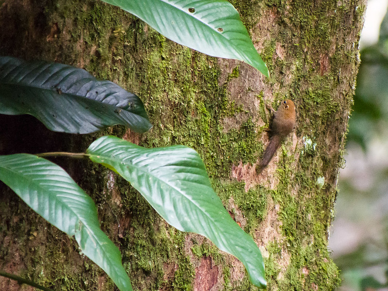 ボルネオコビトリス