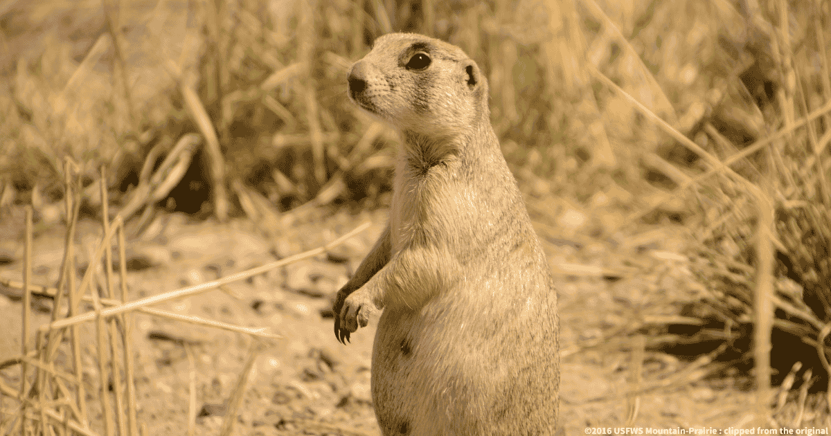 オジロプレーリードッグ