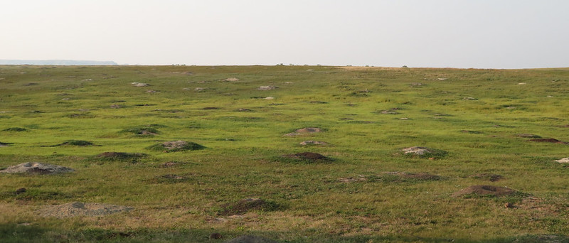 オグロプレーリードッグ