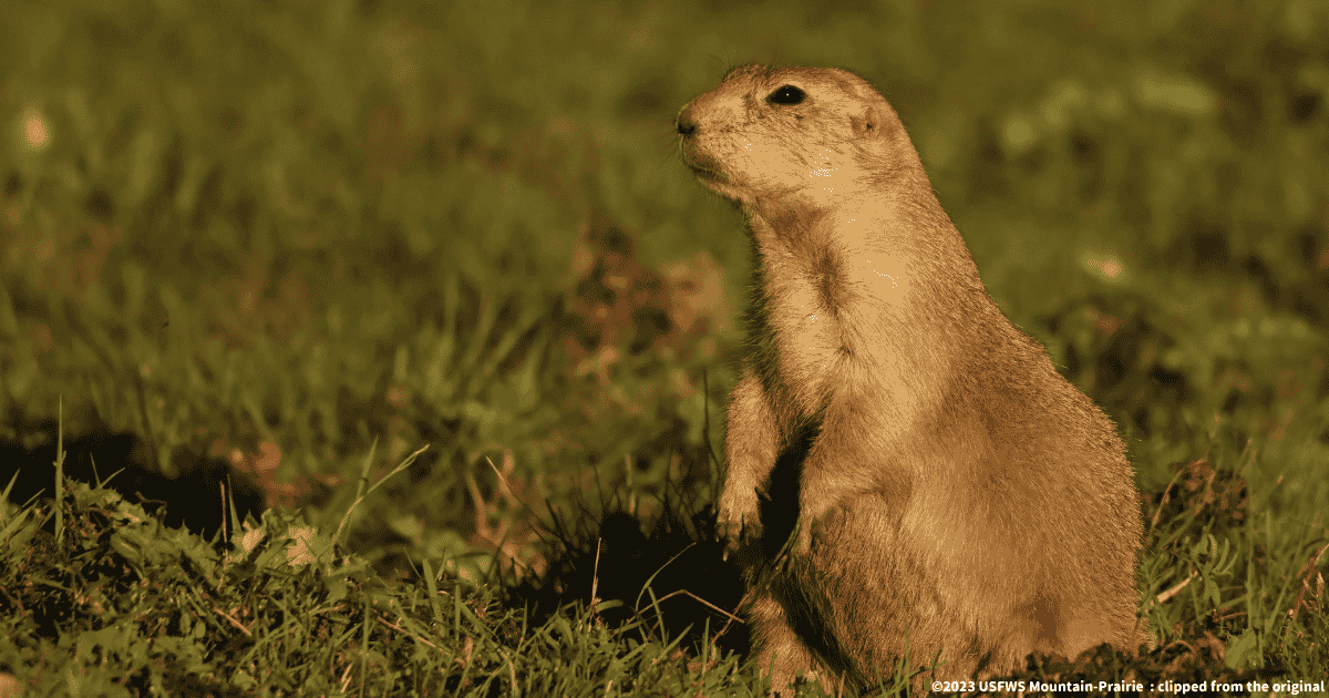 オグロプレーリードッグ
