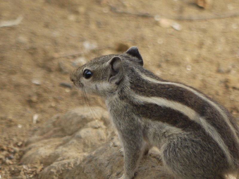 キタシマヤシリス