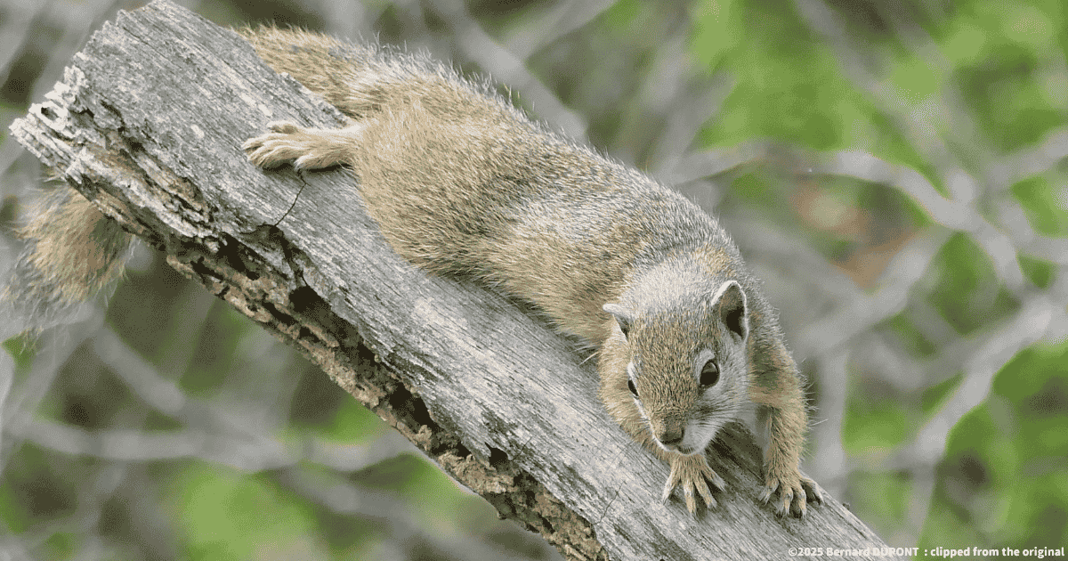スミスヤブリス