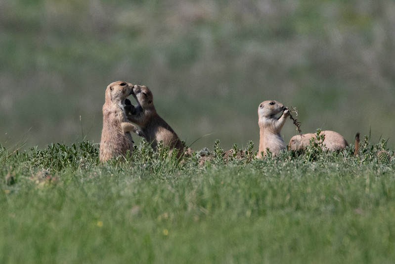 オグロプレーリードッグ