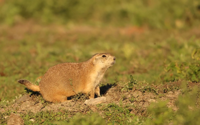 オグロプレーリードッグ