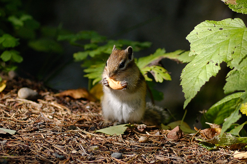 シベリアシマリス