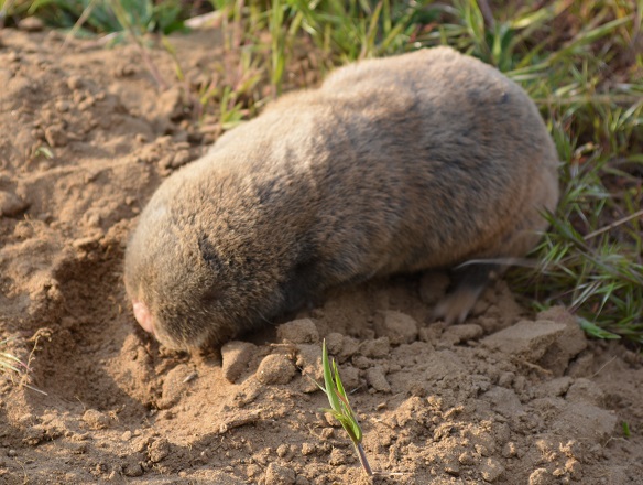 シロハラヒメメクラネズミ