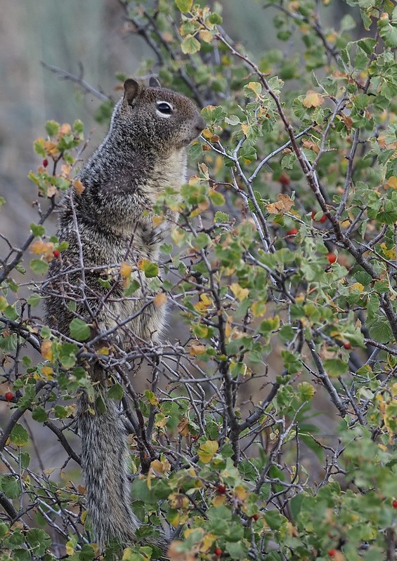 カリフォルニアジリス