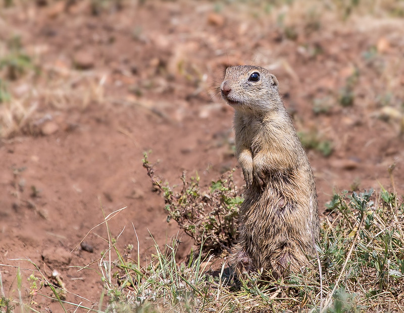 ヨーロッパハタリス