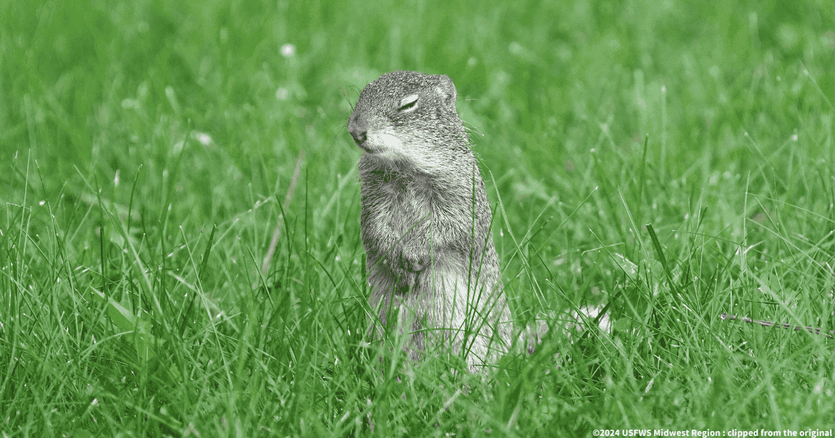 フランクリンジリス