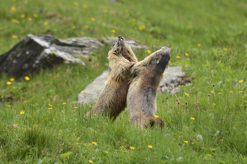 アルプスマーモット