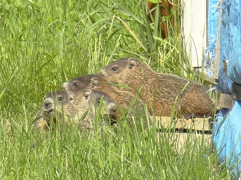 ウッドチャック