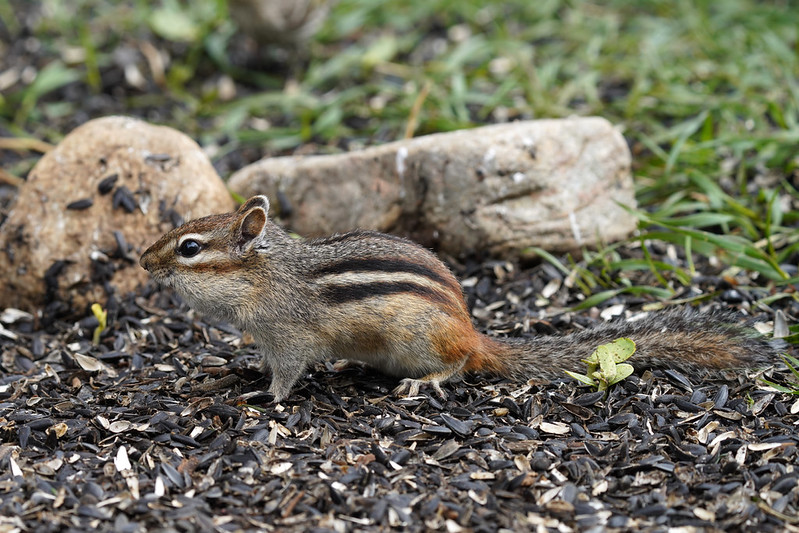 トウブシマリス