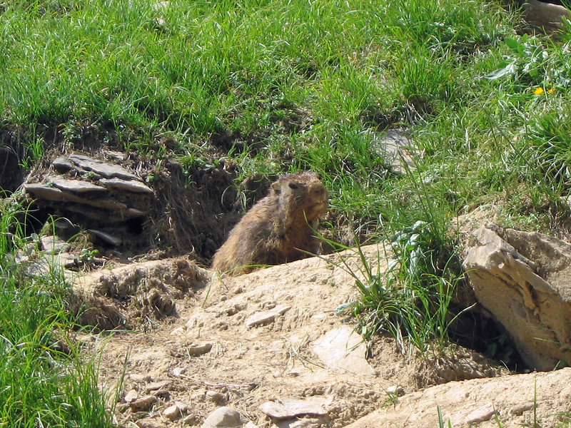 アルプスマーモット