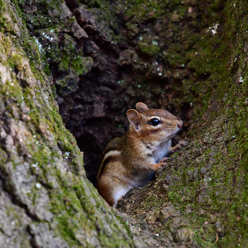 トウブシマリス