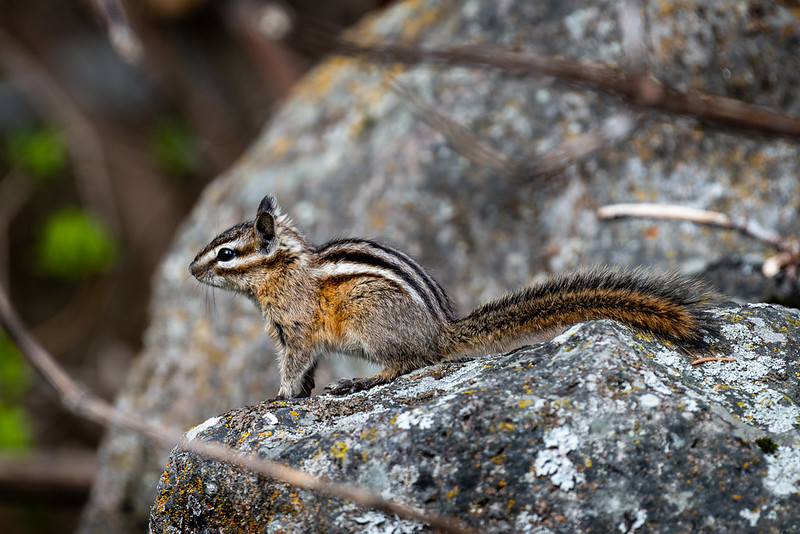 キマツシマリス
