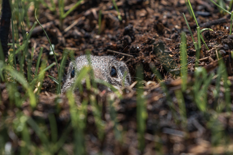 フランクリンジリス